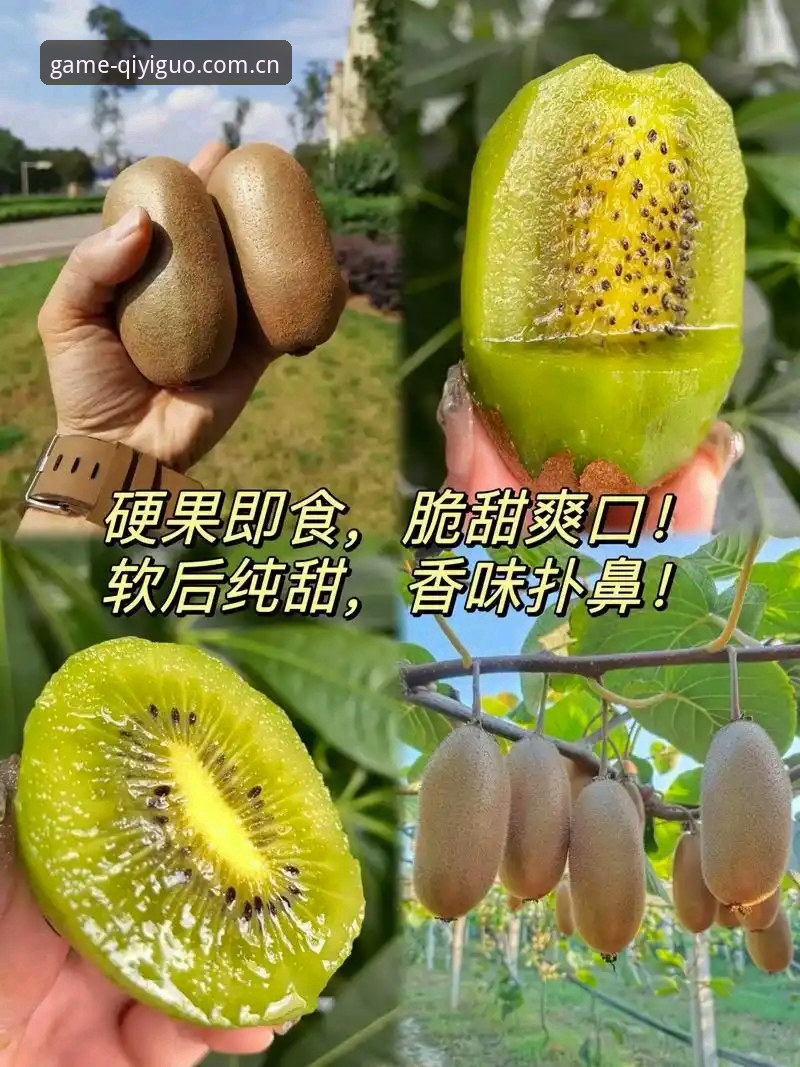 奇异果体育平台介绍2026最新版本为何值得升级？五大关键更新逐一解析